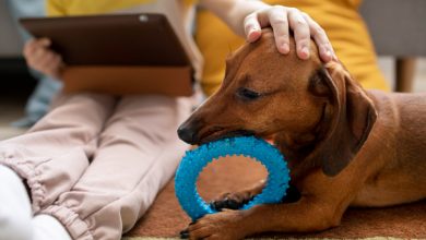 From Food to Toys: The Ultimate Checklist for New Pet Owners