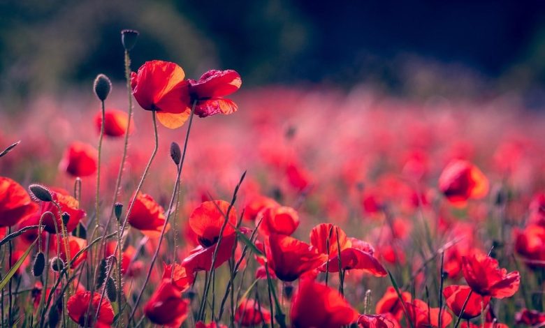 The Poppy Flower: A Symbol of Beauty and Remembrance