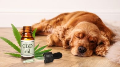 Top CBD Oil Brands for Dogs: A Comprehensive Guide to Safe and Effective Options