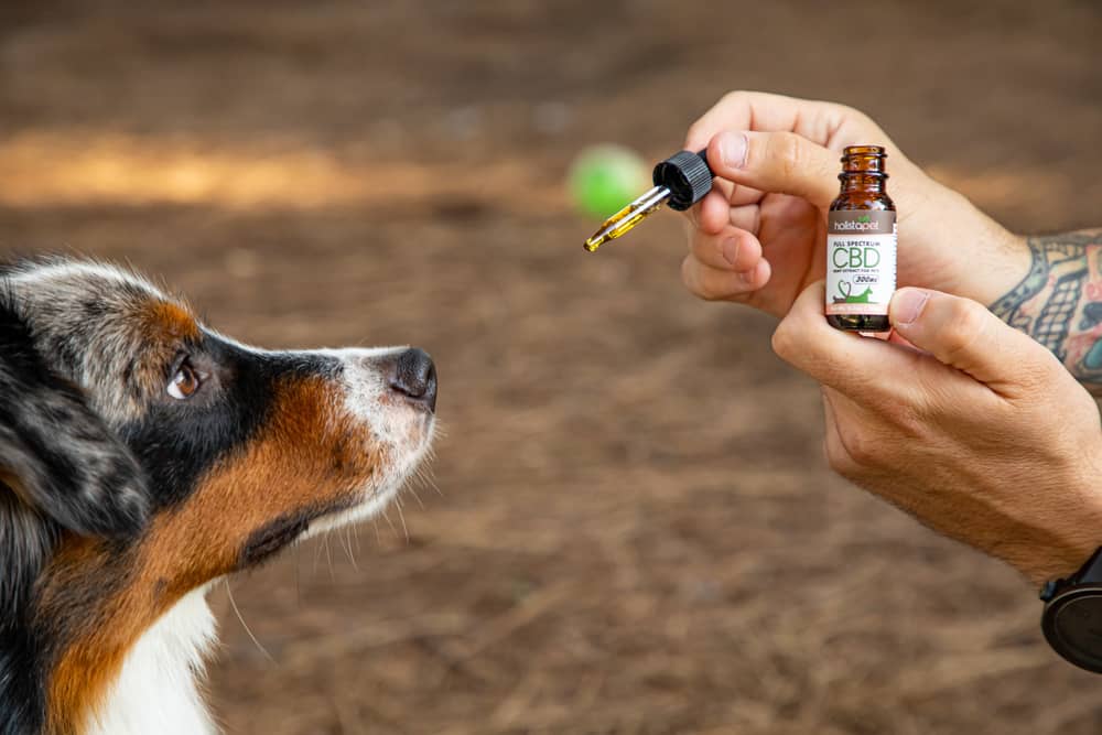 Top CBD Oil Brands for Dogs: A Comprehensive Guide to Safe and Effective Options
