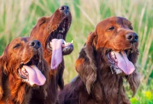 Decoding Dog Breath: Understanding Excessive Panting in Dogs