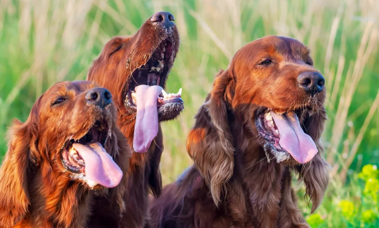 Decoding Dog Breath: Understanding Excessive Panting in Dogs